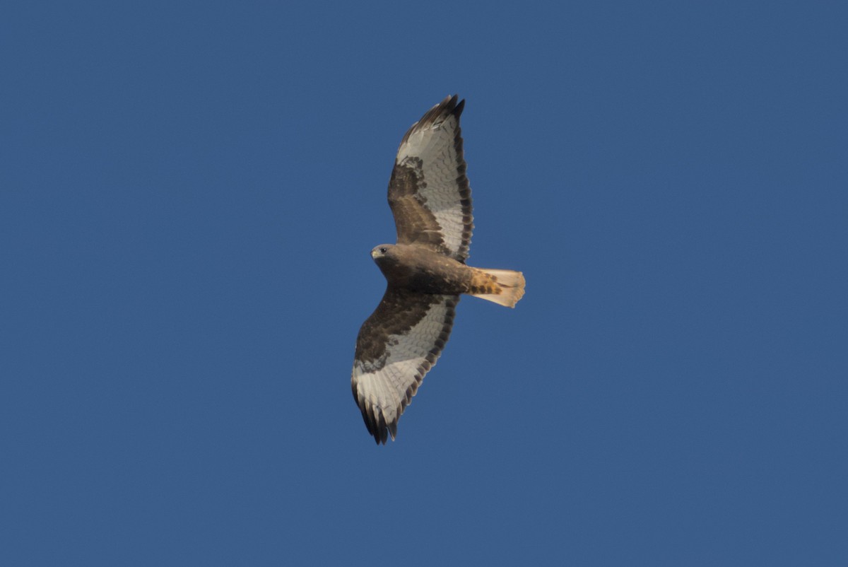 káně rudochvostá - ML644675480