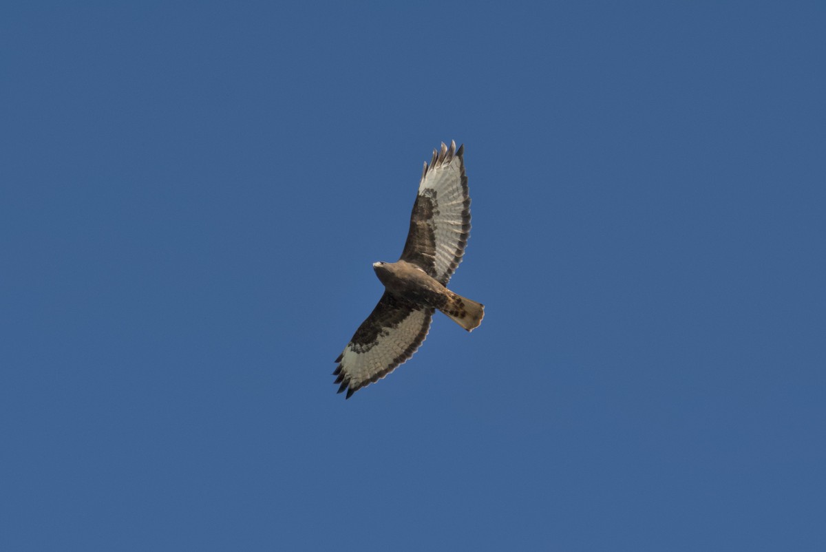 káně rudochvostá - ML644675481