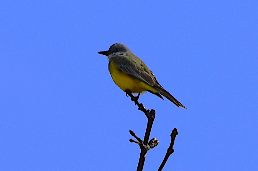 Tropical Kingbird - ML644675482