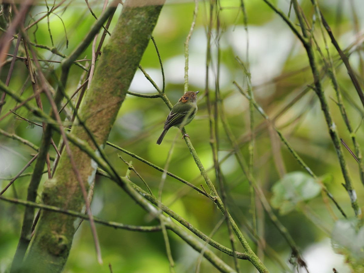 Scale-crested Pygmy-Tyrant - ML644675492