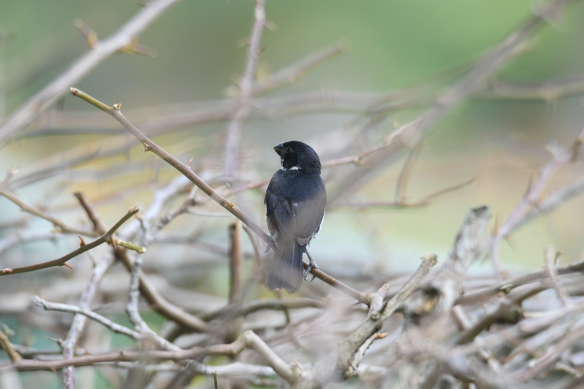 Чёрный просяночник - ML644675494