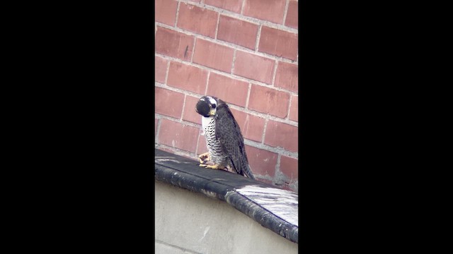 Halcón Peregrino - ML644675496