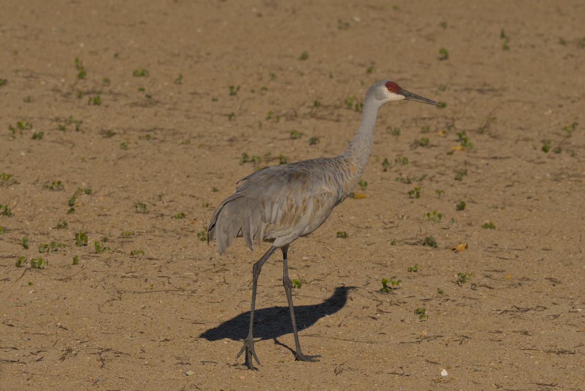עגור קנדי - ML644675506