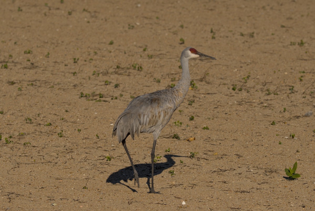 עגור קנדי - ML644675507