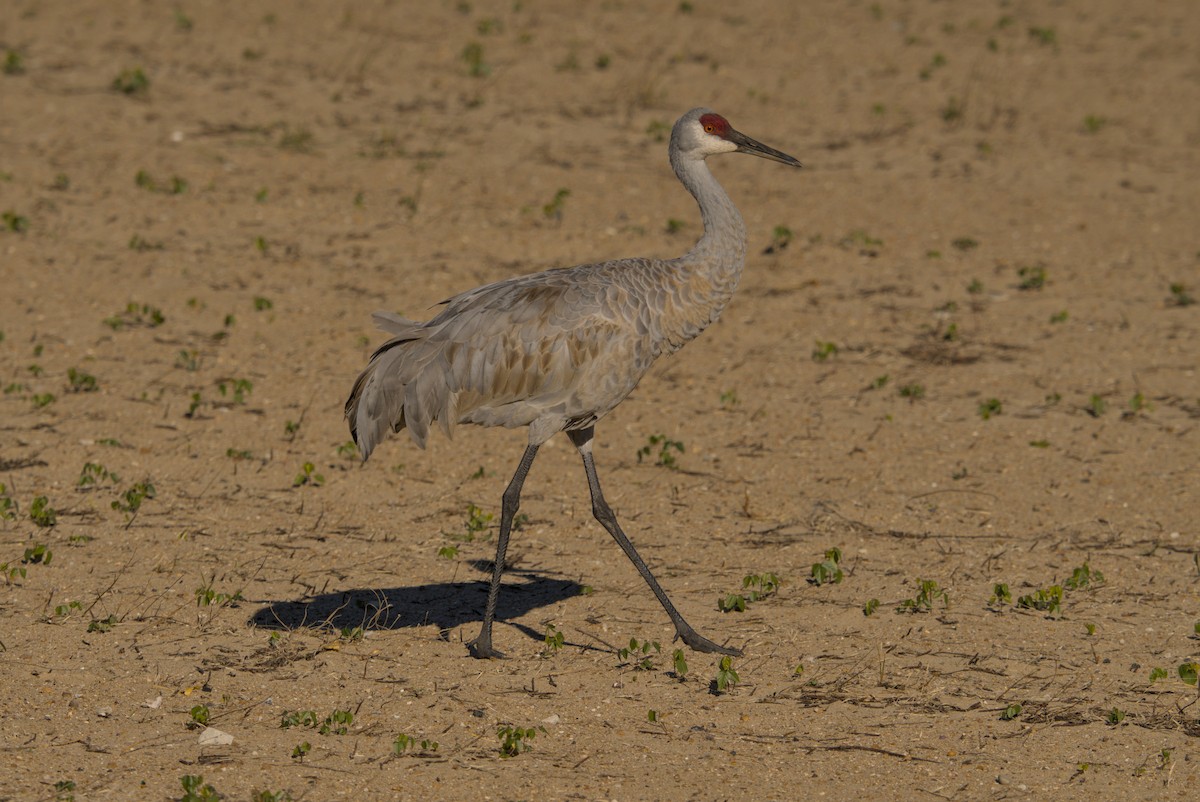 עגור קנדי - ML644675508