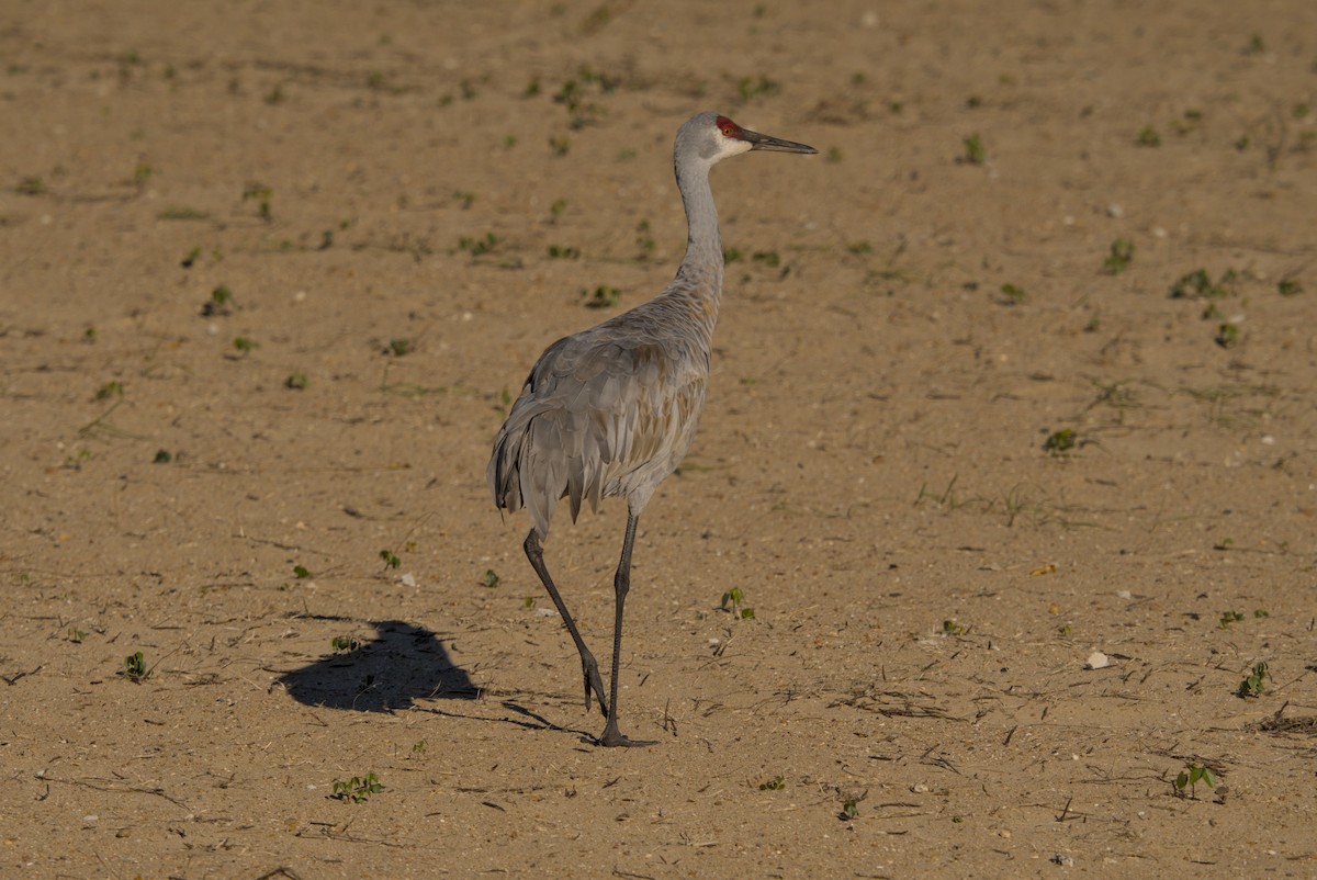עגור קנדי - ML644675509