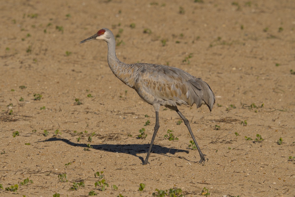 עגור קנדי - ML644675510