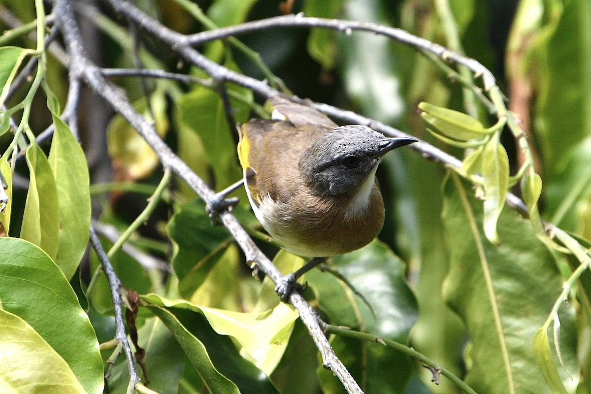 Rufous-banded Honeyeater - ML644675511