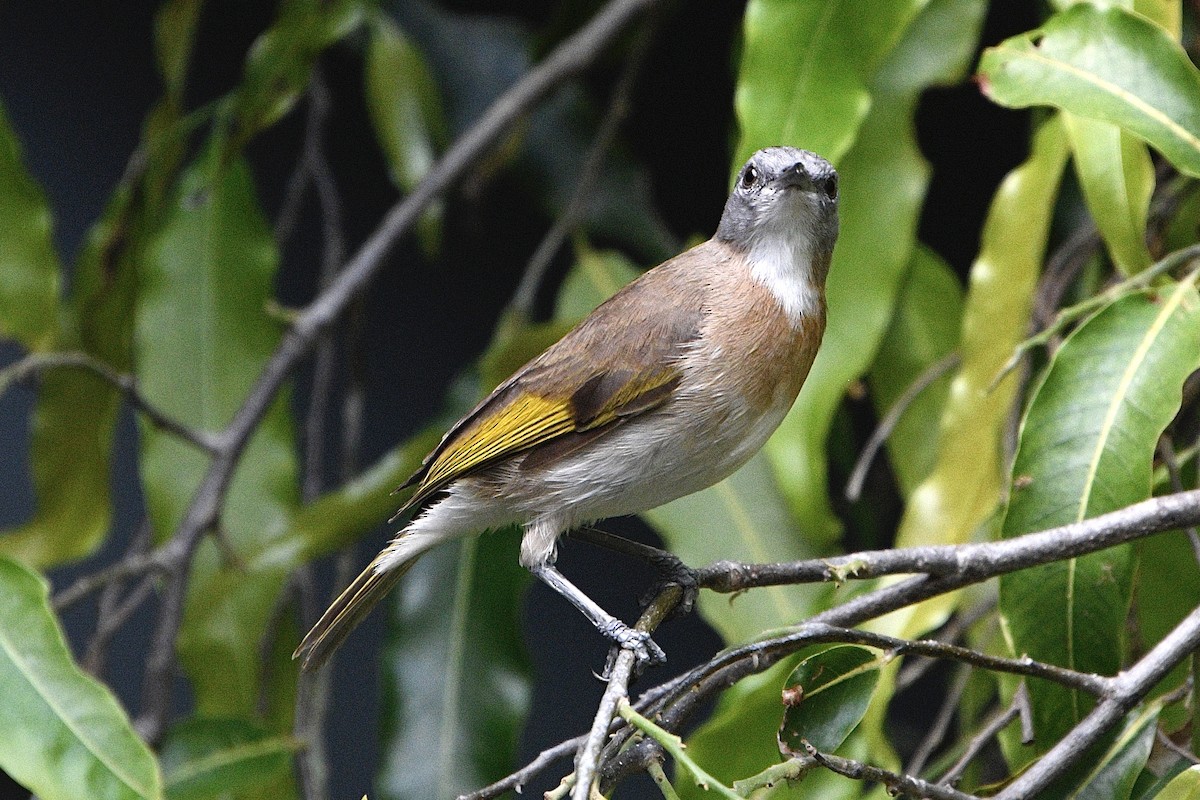 Rufous-banded Honeyeater - ML644675512