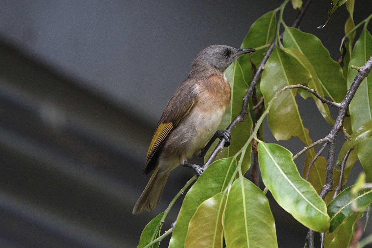 Rufous-banded Honeyeater - ML644675513