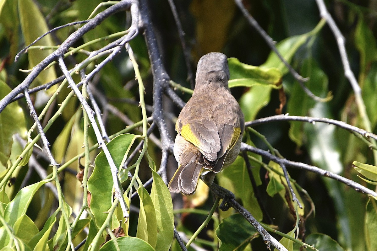 Rufous-banded Honeyeater - ML644675514