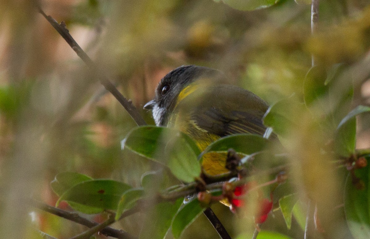 Regent Whistler - ML644675517