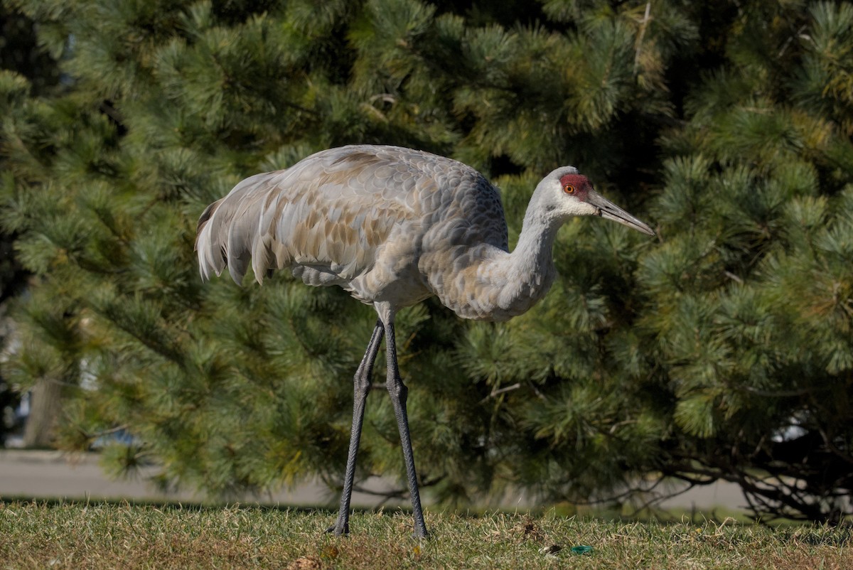 עגור קנדי - ML644675518