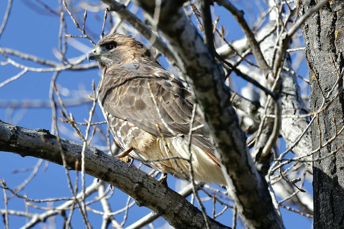 Red-tailed Hawk - ML644675526