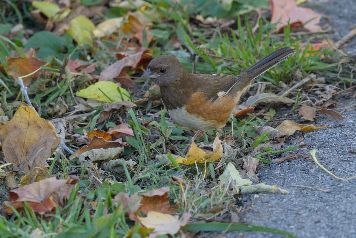 טואי אדום-עין - ML644675527