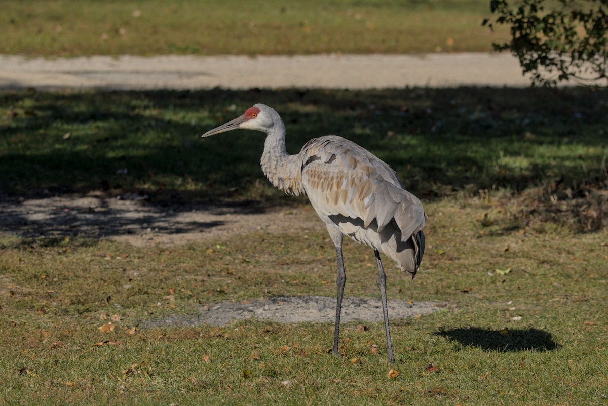 עגור קנדי - ML644675543