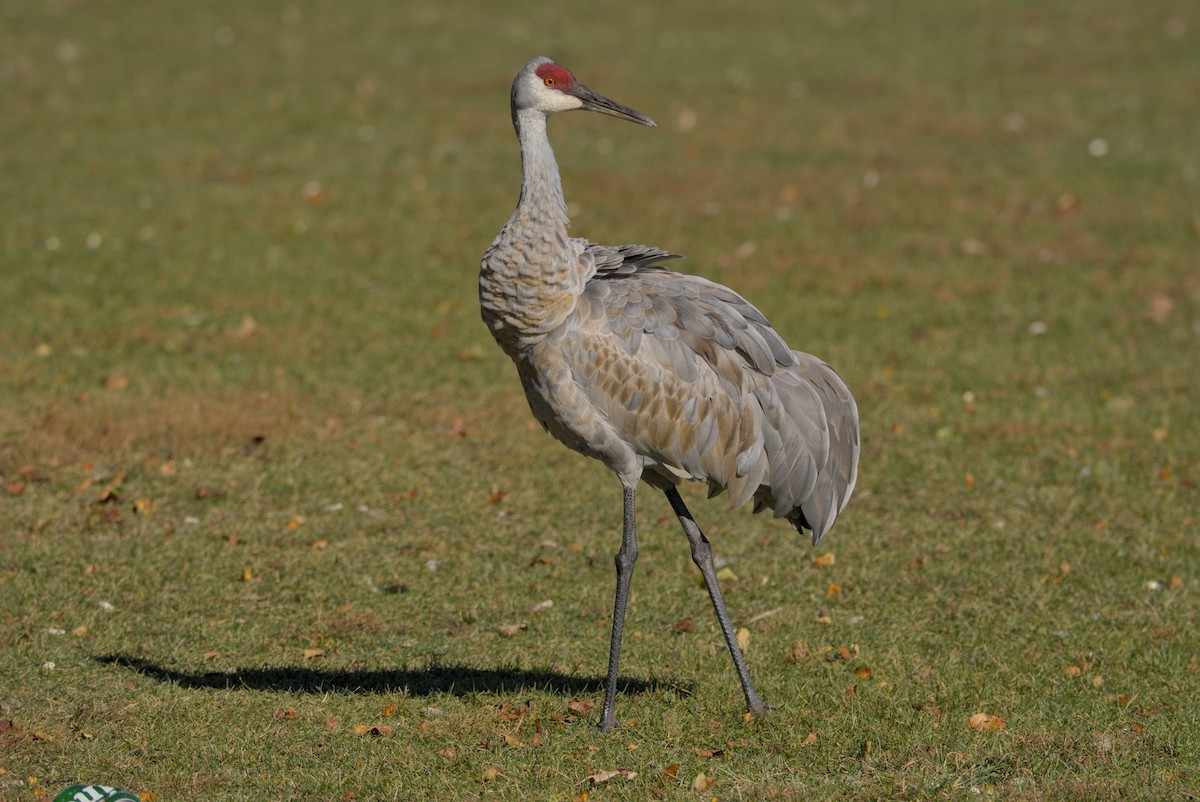 עגור קנדי - ML644675544