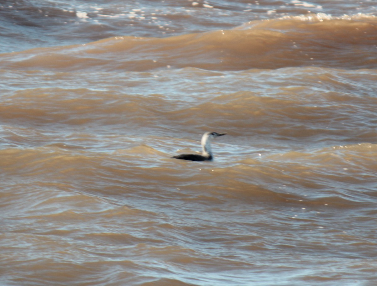 紅喉潛鳥 - ML644675561