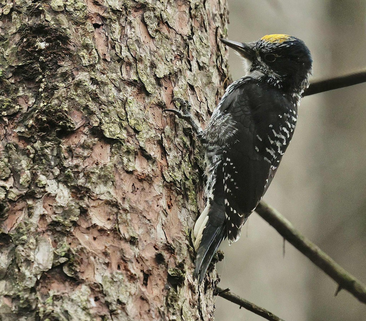 American Three-toed Woodpecker - ML644675562