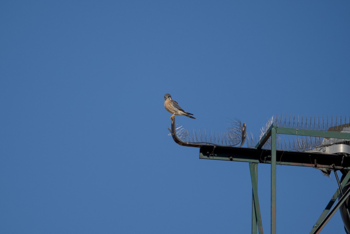 בז אמריקני - ML644675568