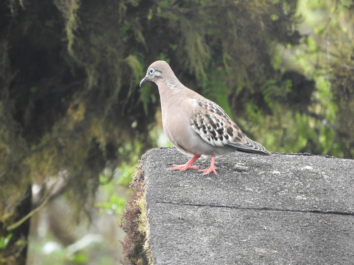 Galapagos Dove - ML644675569