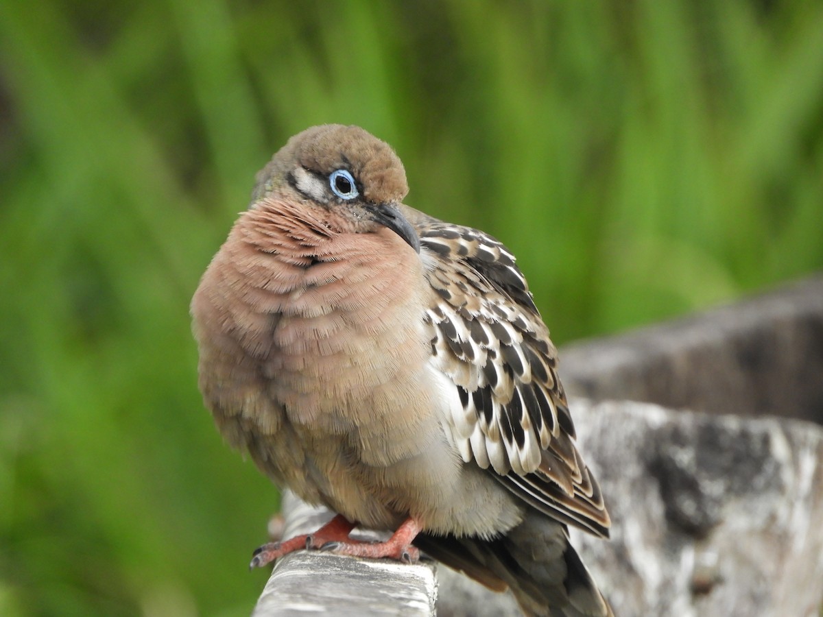 Galapagos Dove - ML644675570