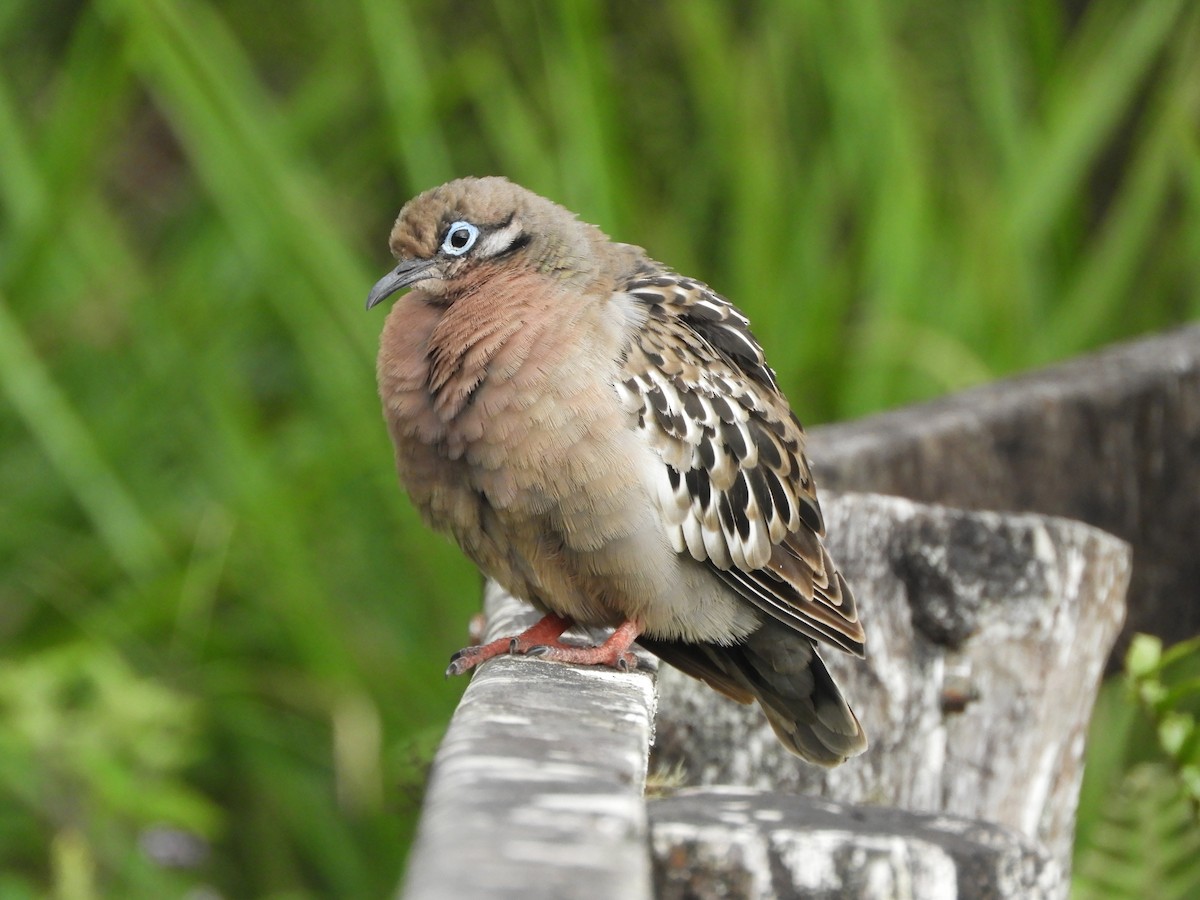 Galapagos Dove - ML644675571