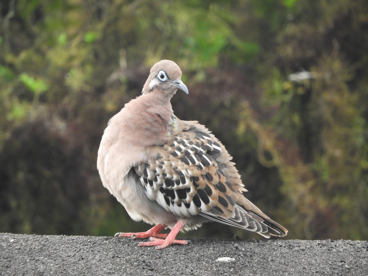 Galapagos Dove - ML644675572