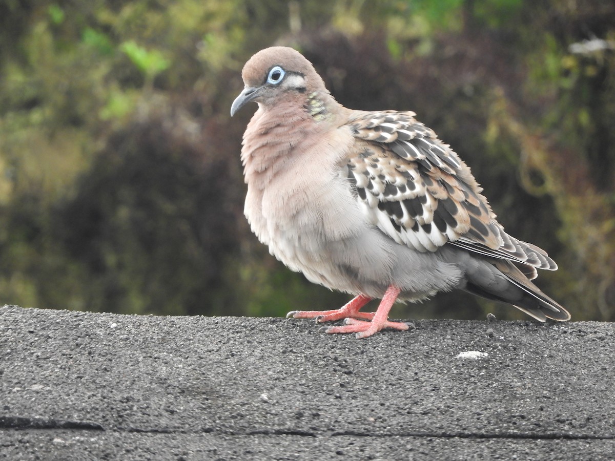 Galapagos Dove - ML644675573