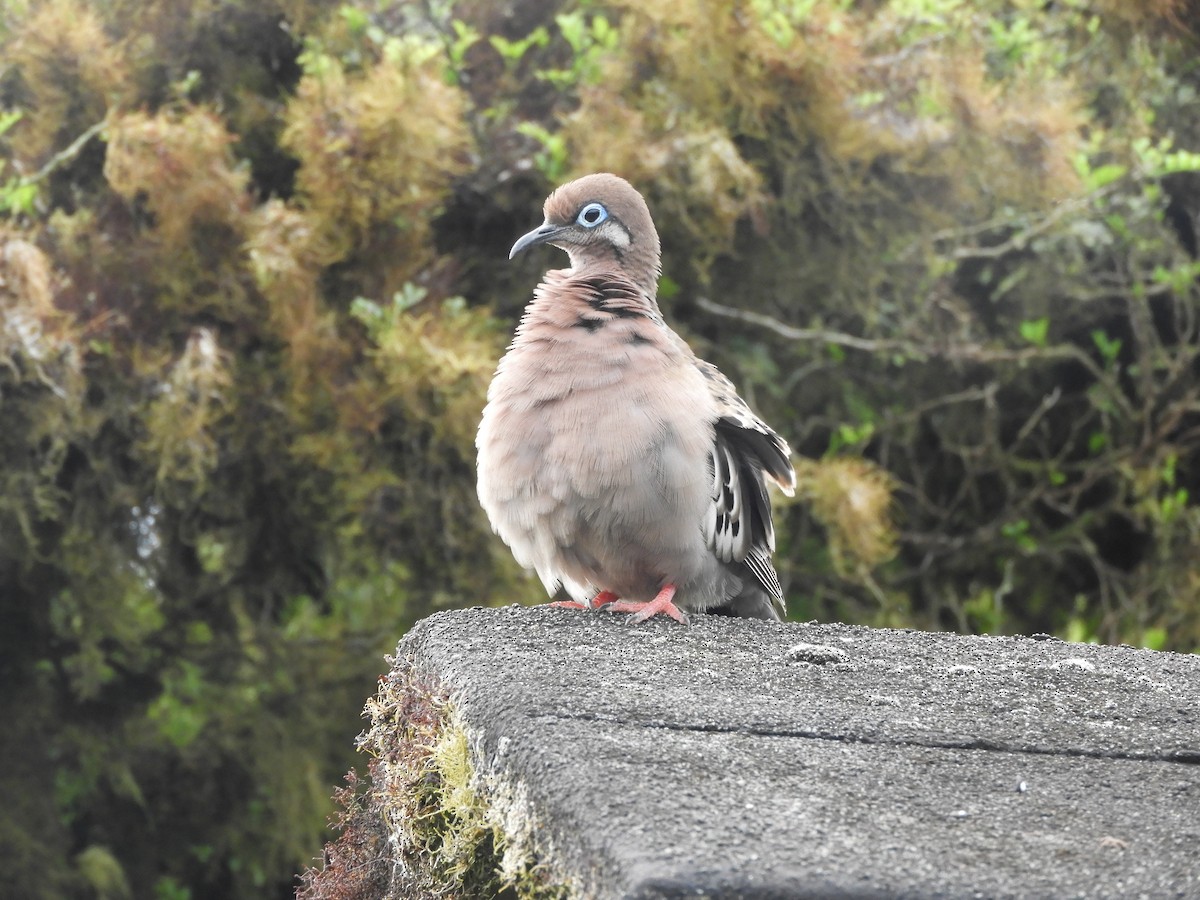 Galapagos Dove - ML644675574