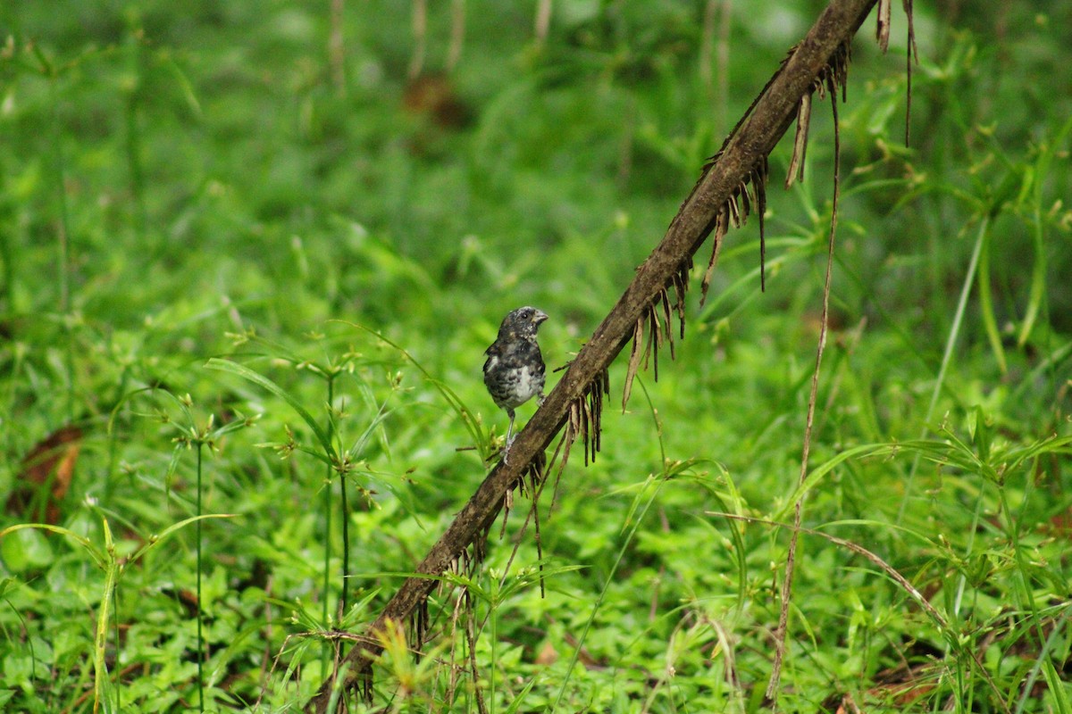 Чёрный просяночник - ML644675575