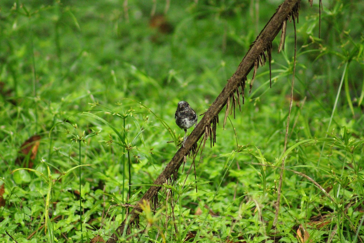 Чёрный просяночник - ML644675576