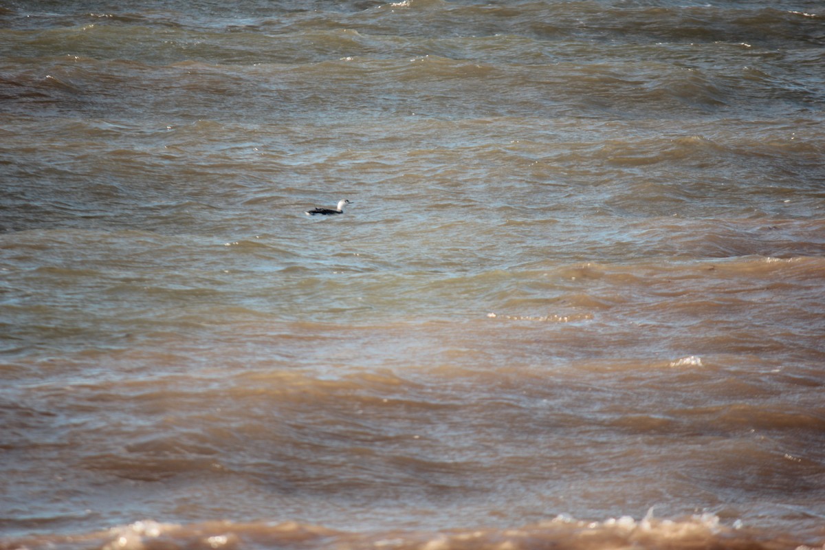 紅喉潛鳥 - ML644675577