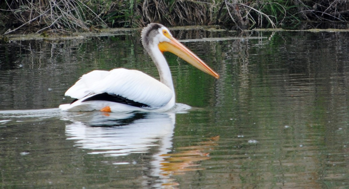 American White Pelican - ML644675580