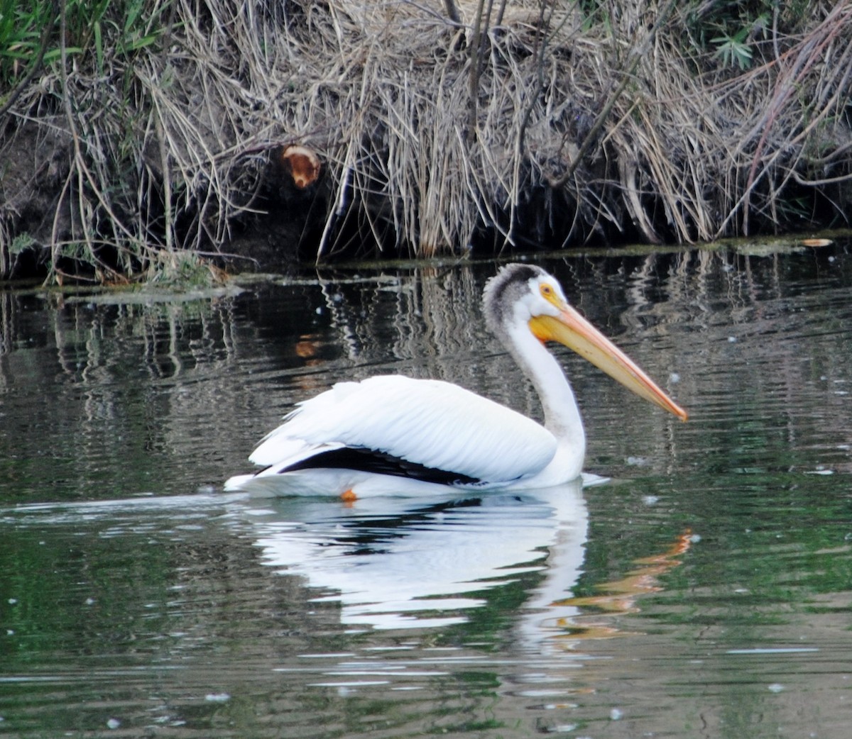 American White Pelican - ML644675581