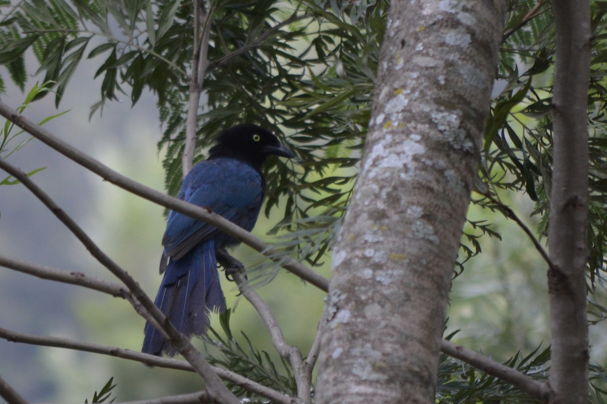 Пая кучерява - ML644675584