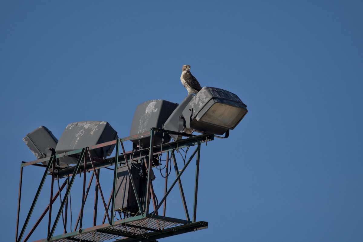 Red-tailed Hawk - ML644675585