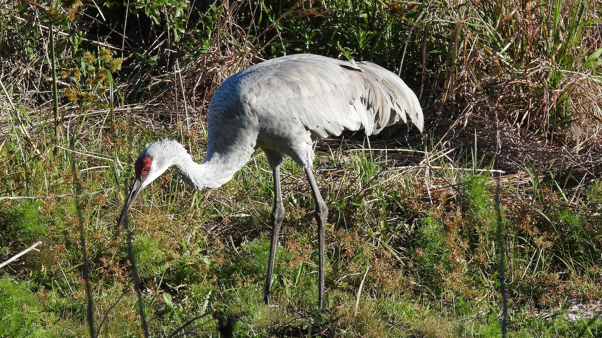 Sandhill Crane - ML644675587