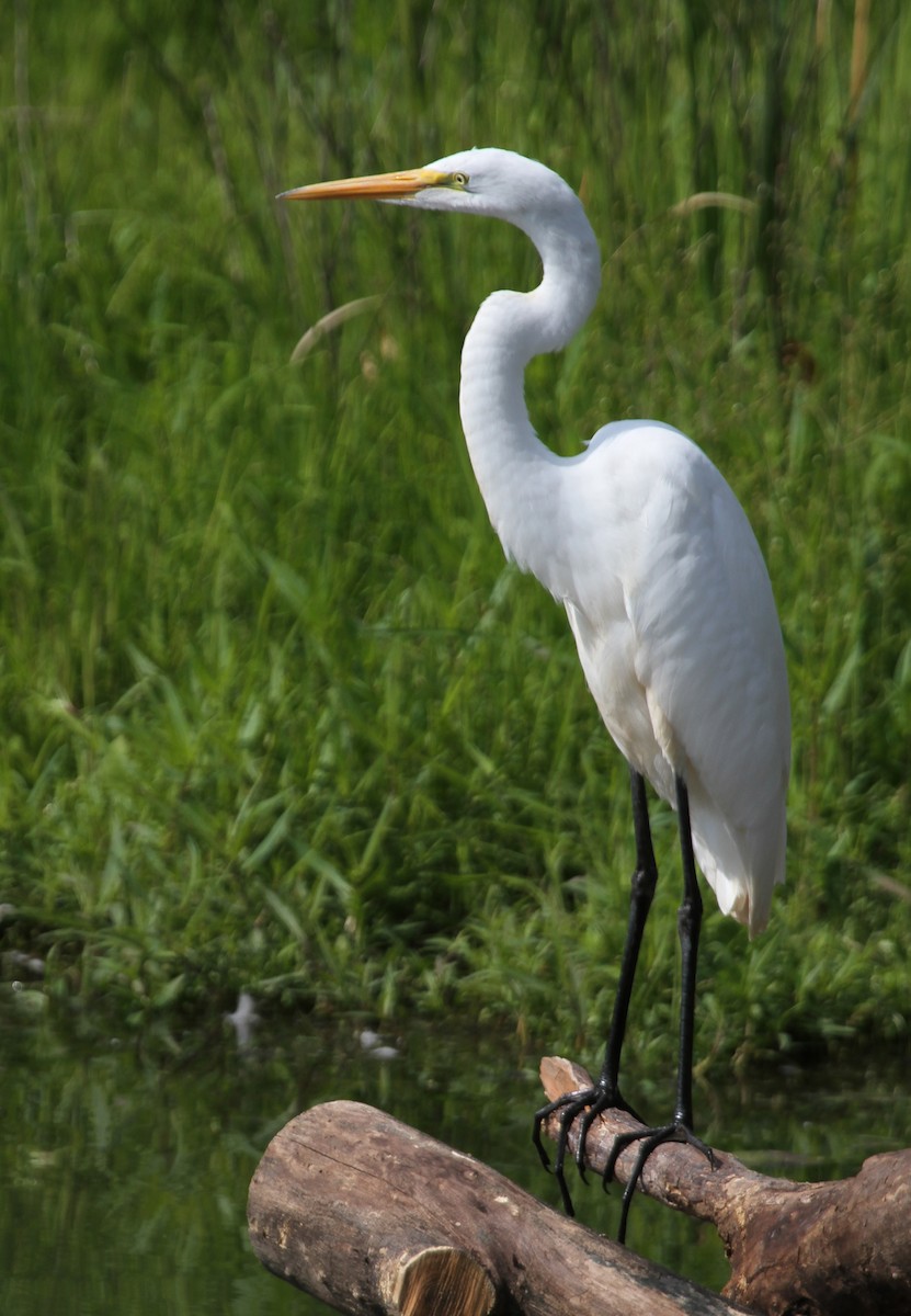 egretthegre - ML644675599