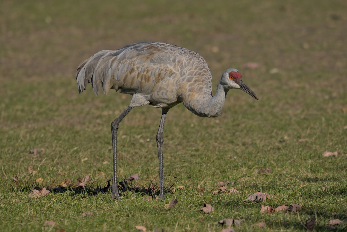 עגור קנדי - ML644675600