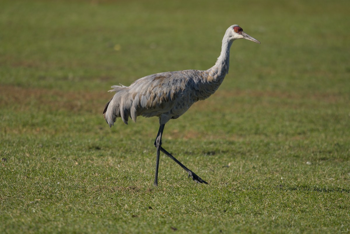 עגור קנדי - ML644675601