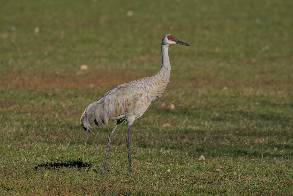 עגור קנדי - ML644675602