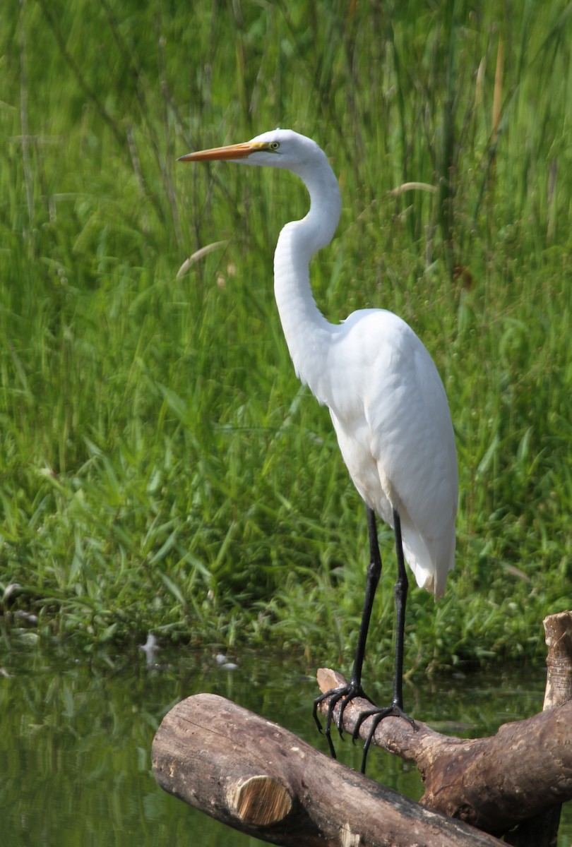 egretthegre - ML644675604