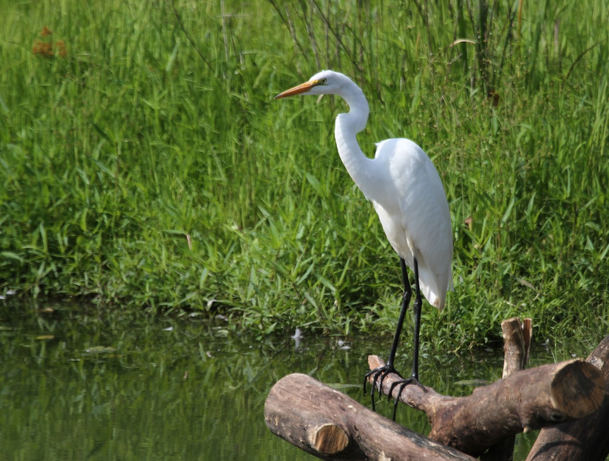 egretthegre - ML644675605