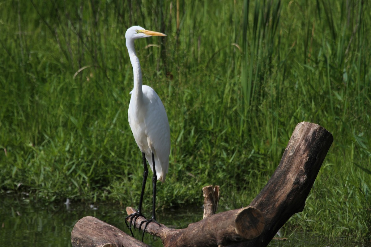 egretthegre - ML644675606