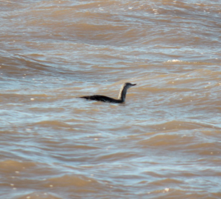 紅喉潛鳥 - ML644675609