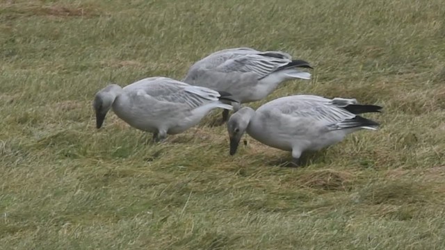 Ánsar Nival - ML644675615