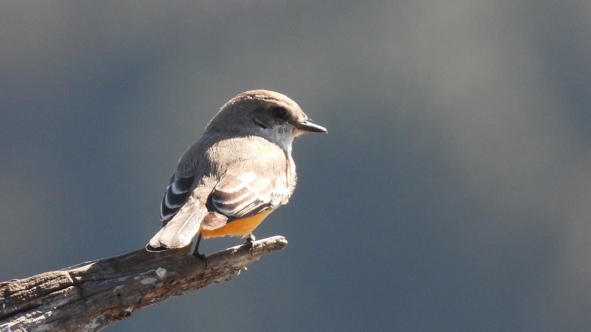 Vermilion Flycatcher - ML644675619