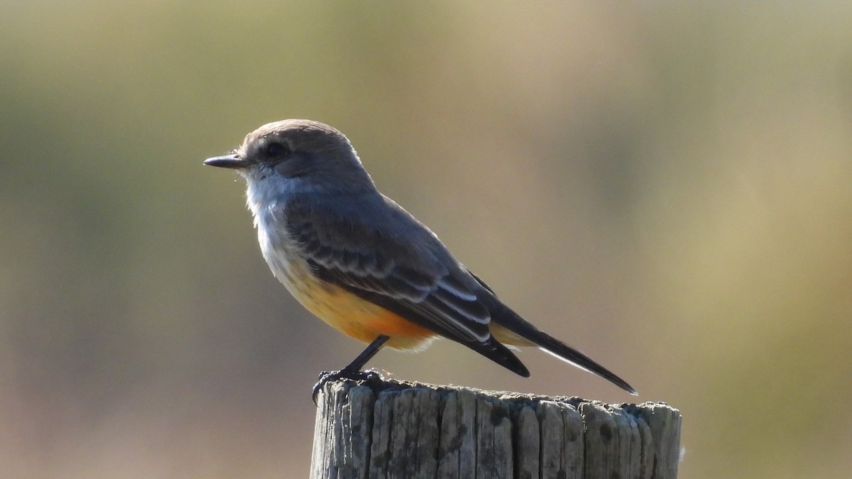 Vermilion Flycatcher - ML644675620