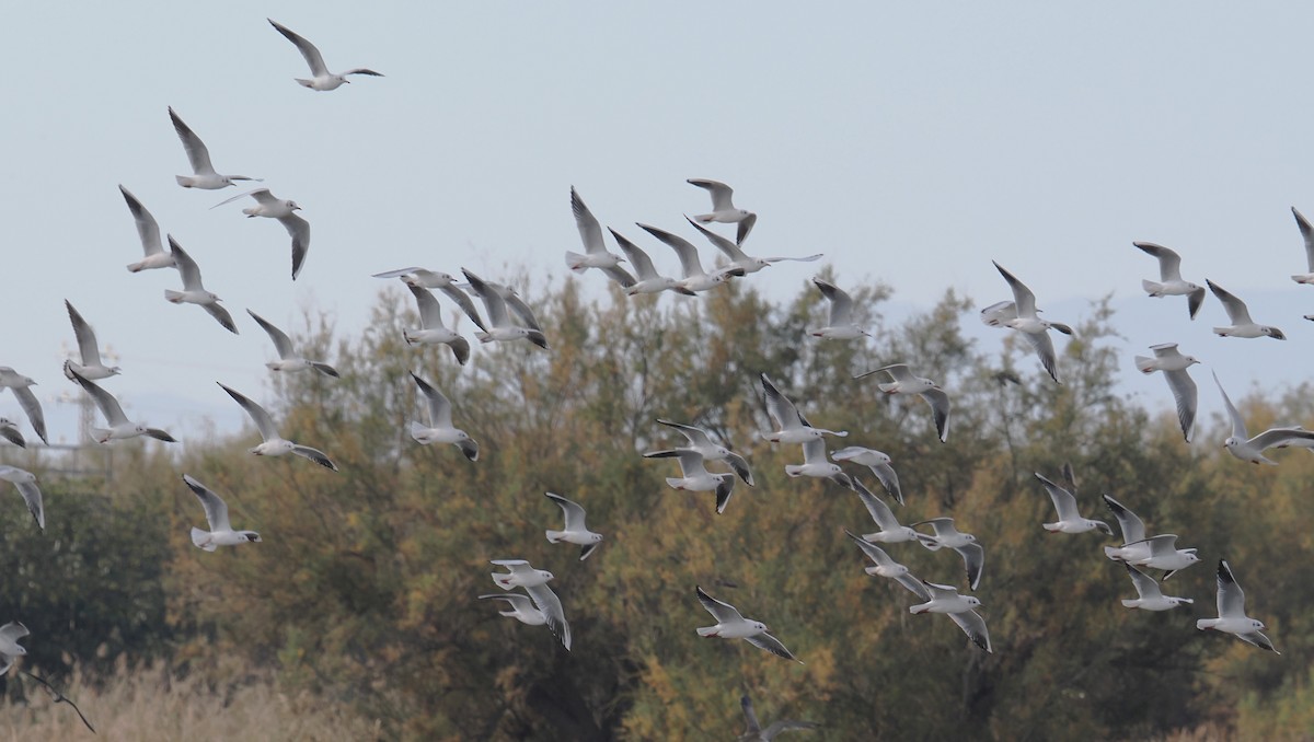 Black-headed Gull - ML644675626